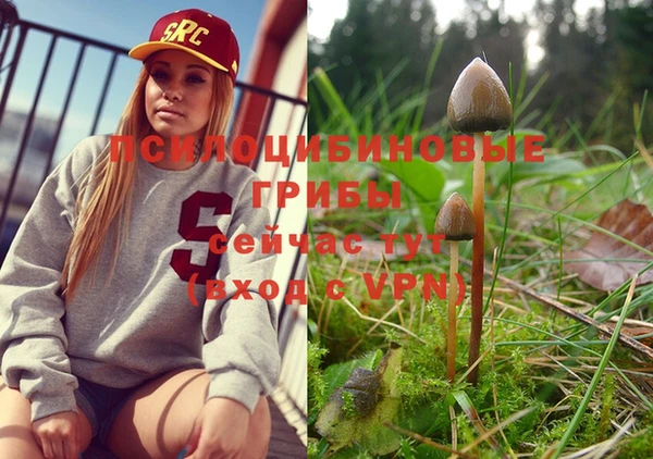 шишки Майский